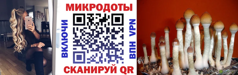 мориарти клад  Аксай  Псилоцибиновые грибы мицелий 